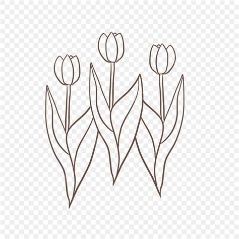 tulip outline|Tulip Outline PNG Transparent Images Free。